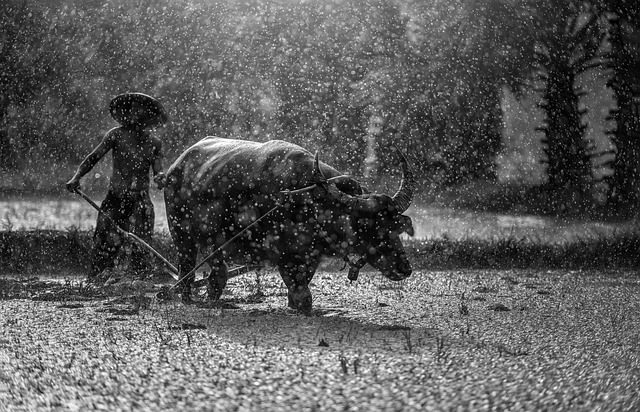 Backpacking in Laos - Landwirtschaft