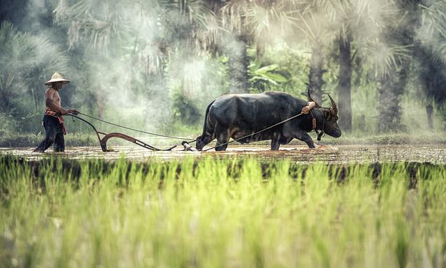 Backpacking in Kambodscha - Landwirtschaft