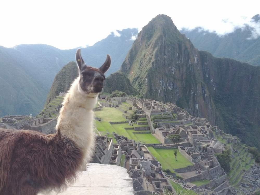 Machu Picchu mit Lama