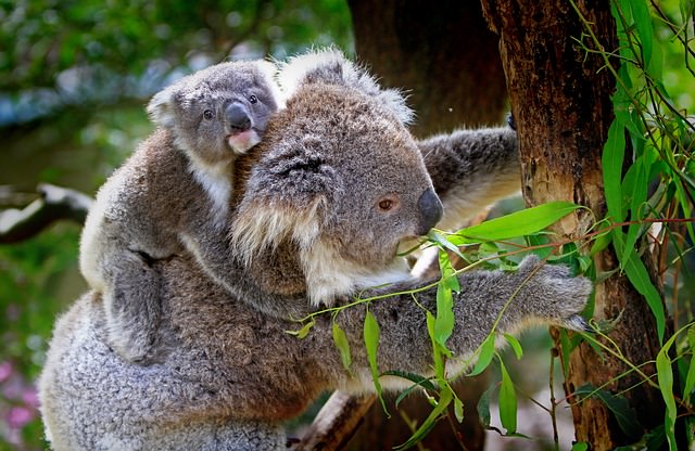 Koalas in Australien