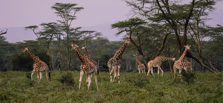 Giraffen in freier Natur