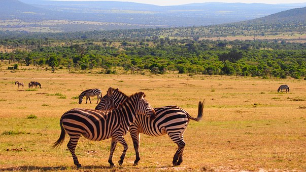 Wildlife Kenia