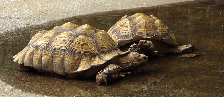 Galapagos-Schildkröten