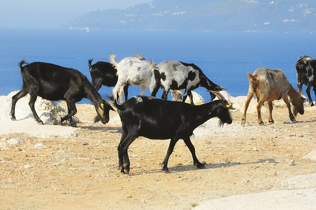 Road Trip in Albanien - Ziegen