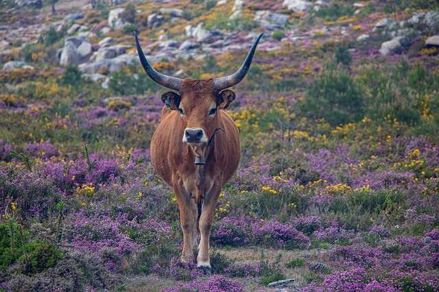 Portugal animal