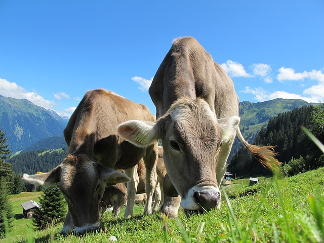 austria cows