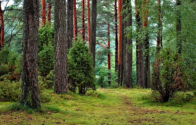 polen wald