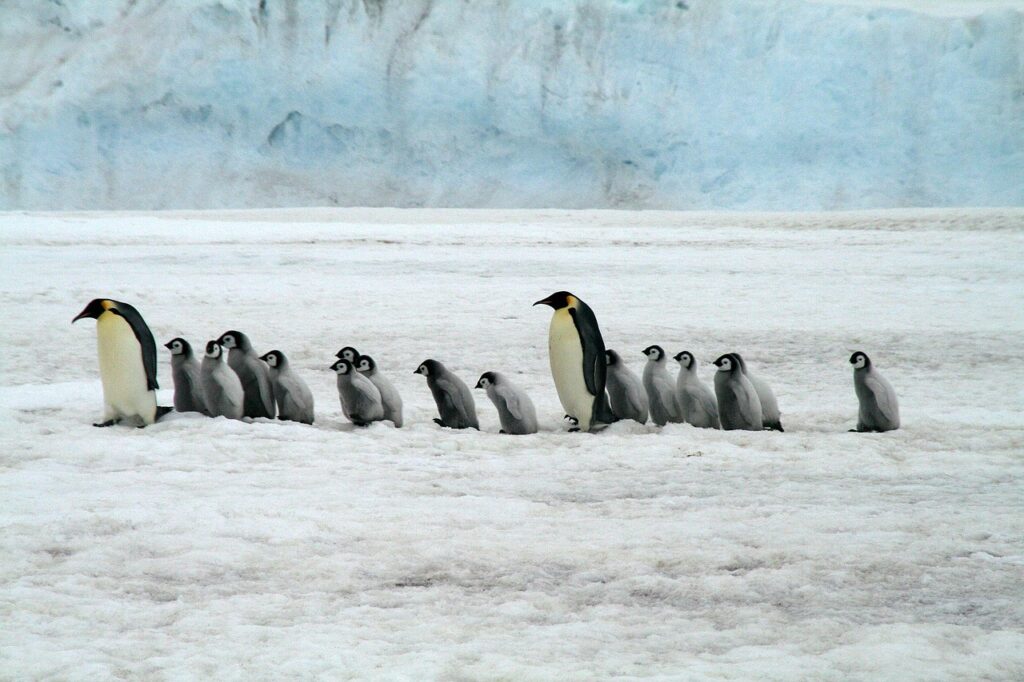 Antarctica penguins iceberg