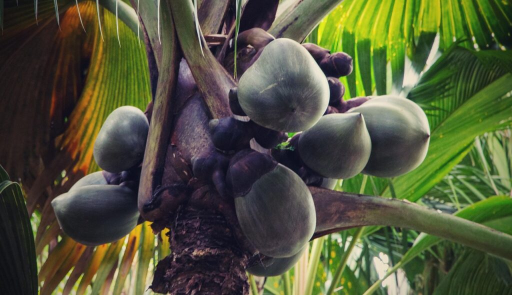 Coco de Mer Palmen im Vallée de Mai, Seychellen