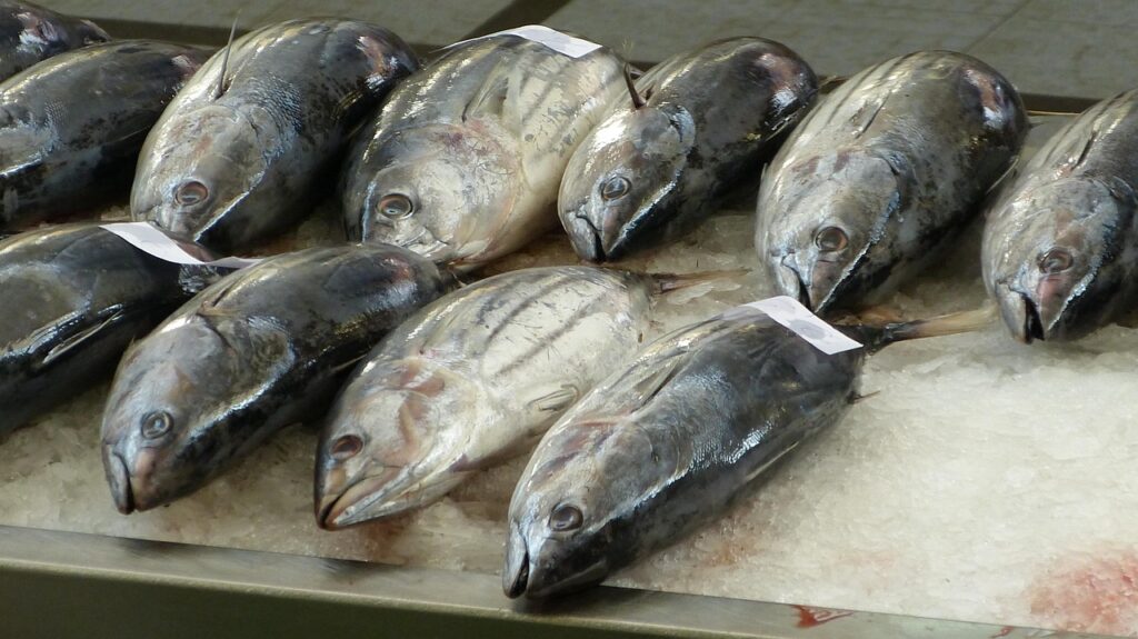 Frische Thunfische auf Eis an einem Fischmarkt-Stand auf den Malediven