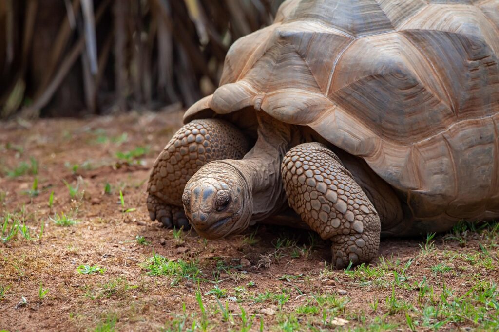 Riesenschildkröte auf Curieuse Island, Seychellen