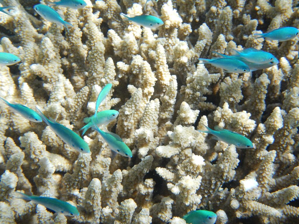 Bunte Korallen mit türkisen Rifffischen beim Schnorcheln auf den Malediven