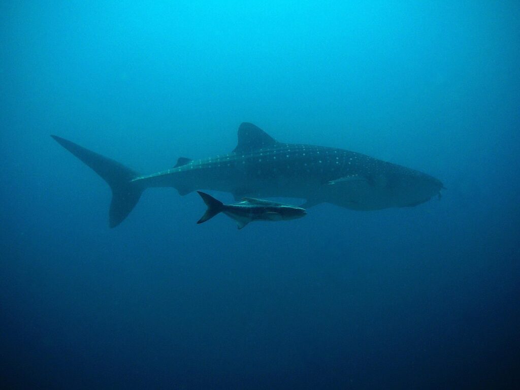 Walhai schwimmt im blauen Wasser vor dem Süd-Ari-Atoll der Malediven