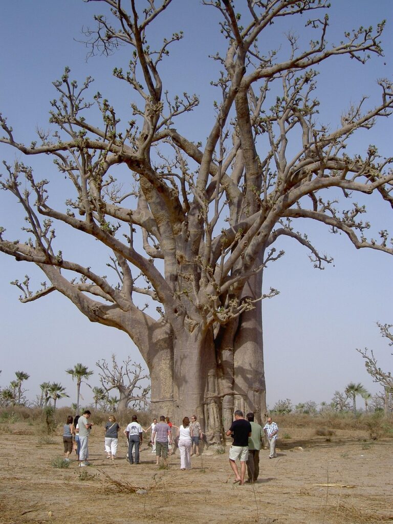 Baobab Baum Landschaft Senegal