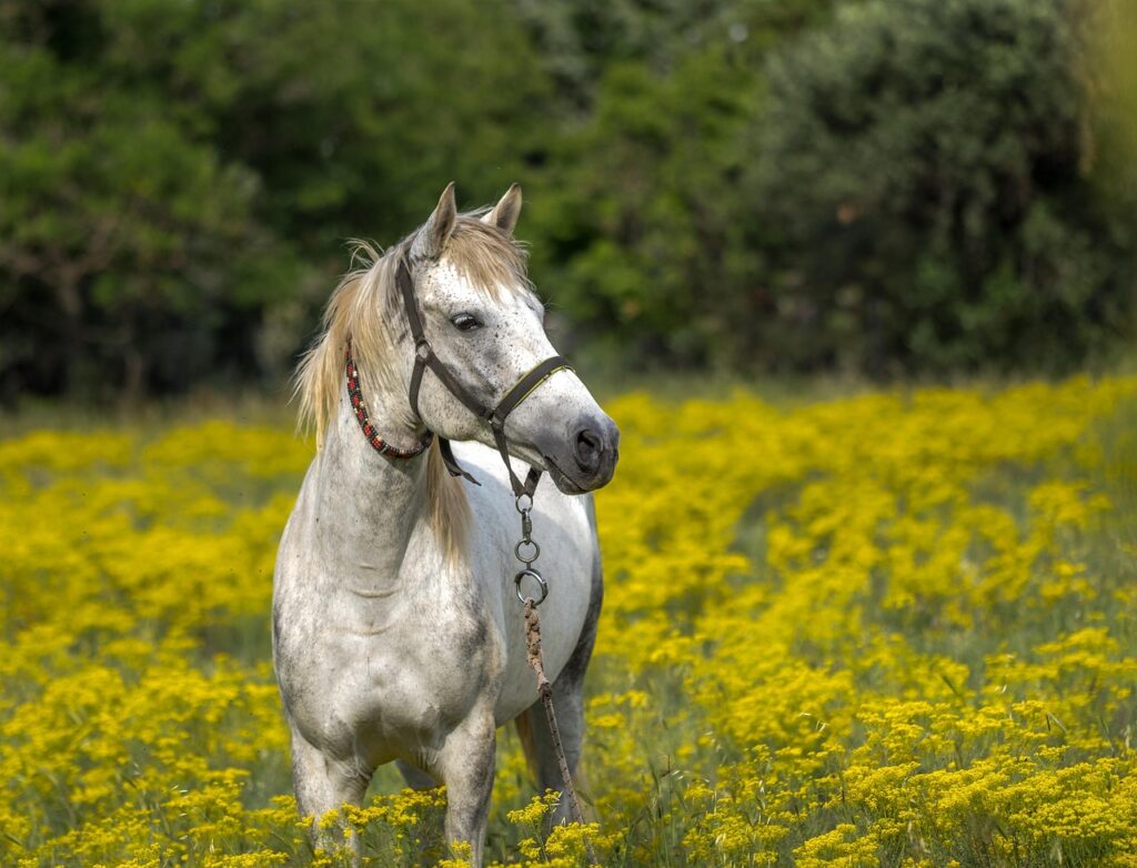 akhal teke horse