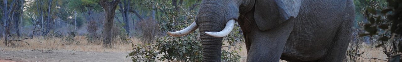 Elefant im South Luangwa Nationalpark in Sambia