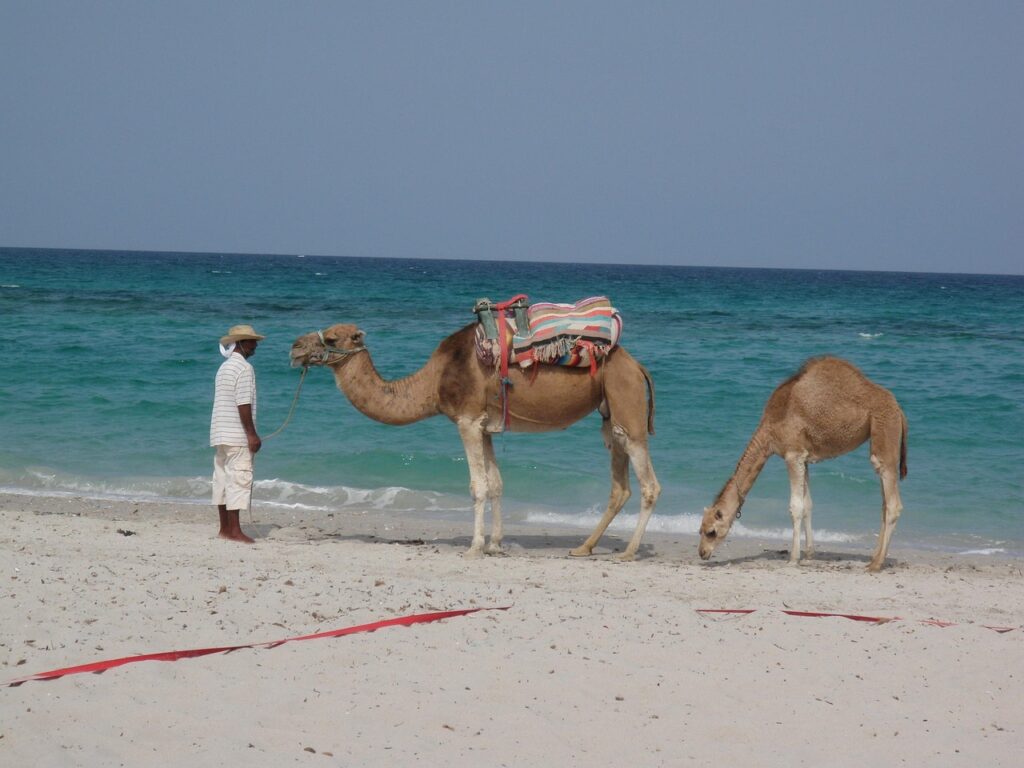 dromedary