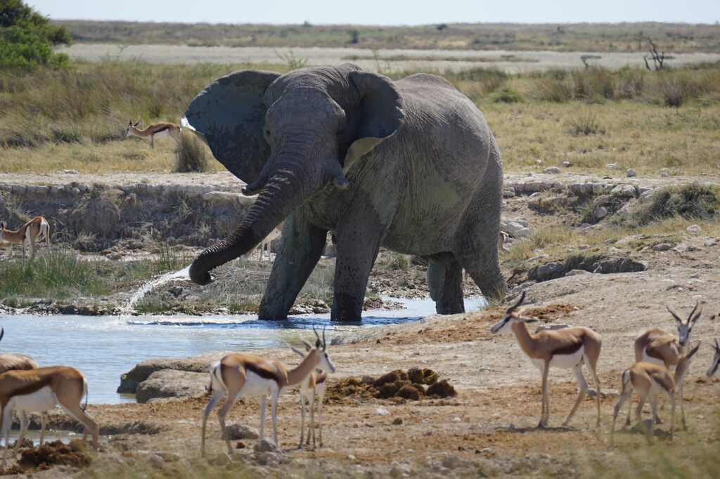 Elefanten am Wasserloch im Etosha-Nationalpark