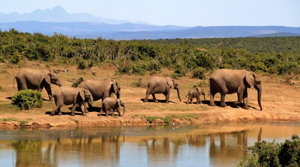 Elefantenherde im Hwange Nationalpark in Simbabwe