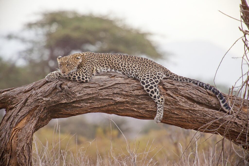 Leopard im South Luangwa Nationalpark Sambia