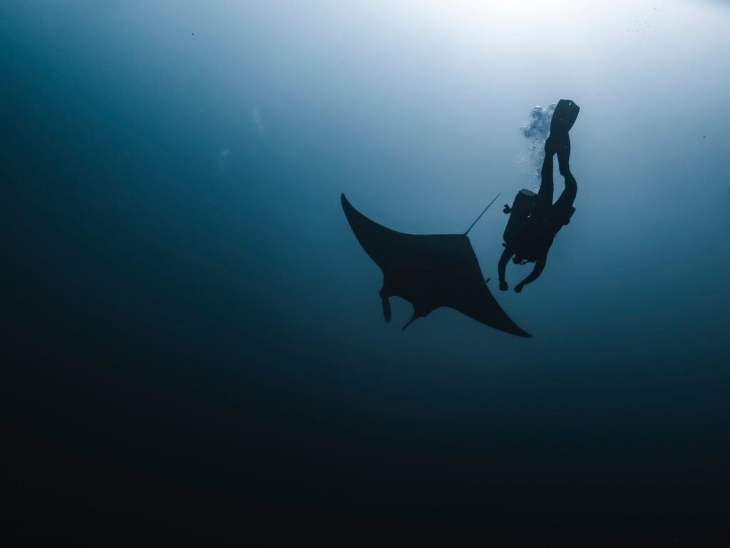 Taucher schwimmt mit Mantarochen vor Mosambik