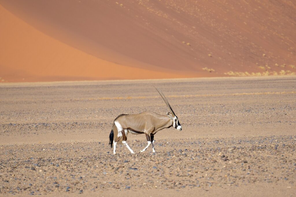 Oryx-Antilope in der Namib-Wüste