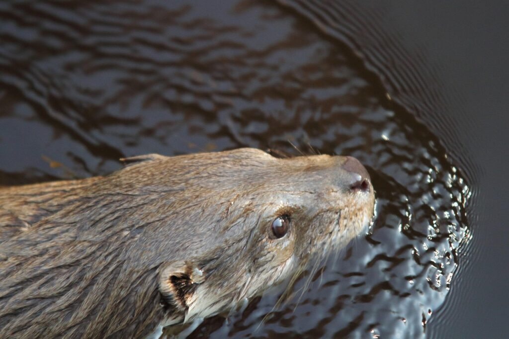 Riesenotter im Fluss in Guyana