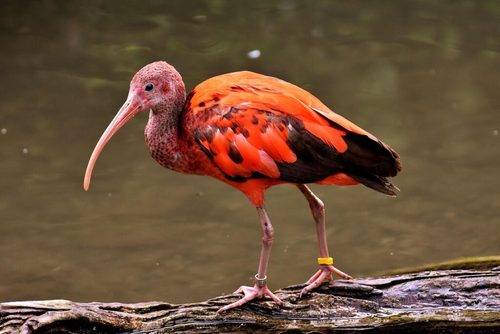 Roter Ibis im Feuchtgebiet von Bigi Pan, Suriname