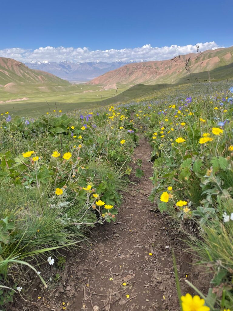 Wanderweg mit Bergblumen im kirgisischen Hochgebirge