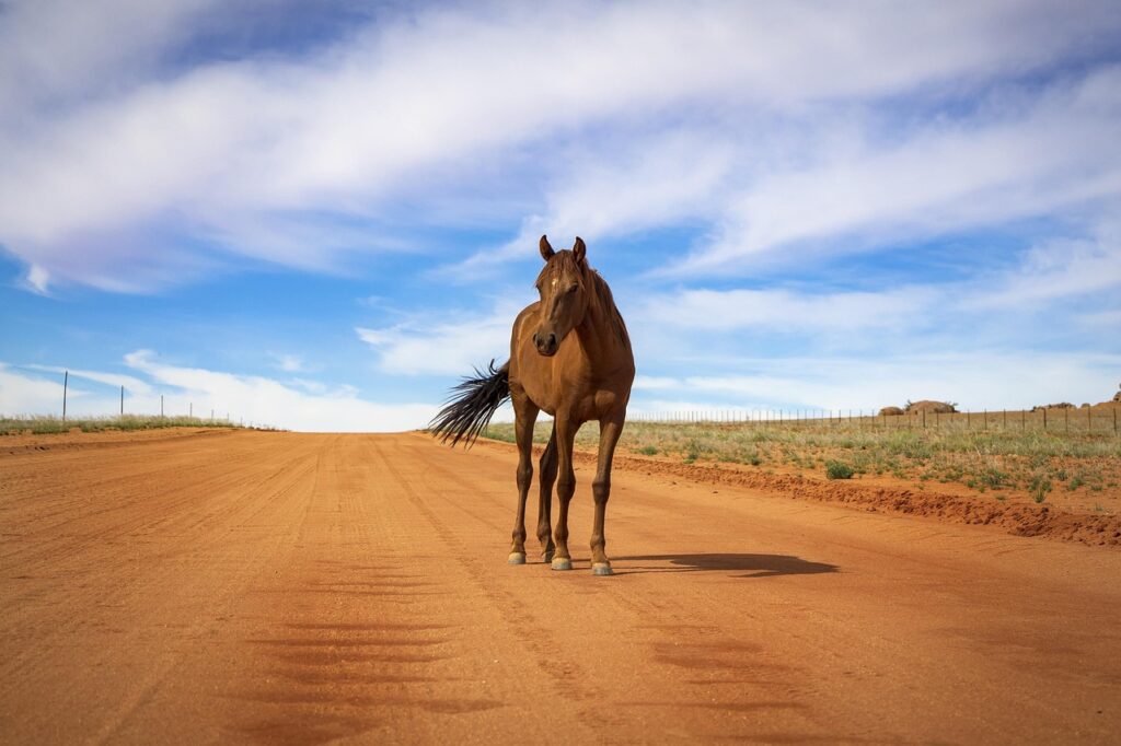 Wildpferde der Namib bei Aus